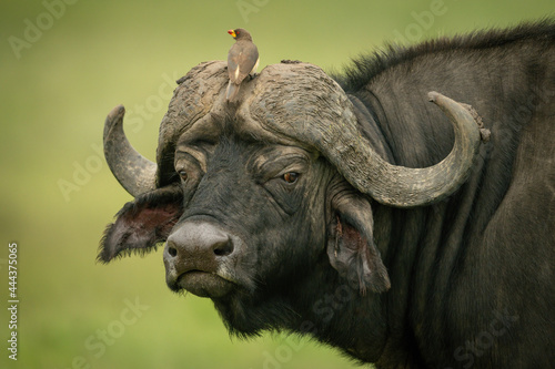 Yellow-billed oxpecker on horns of Cape buffalo photo