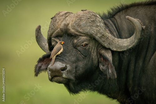 Yellow-billed oxpecker on face of Cape buffalo photo