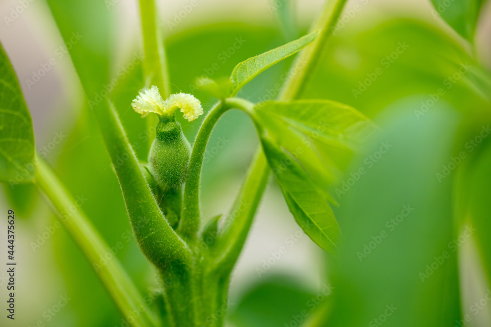 Green unripe walnut on the tree in spring.