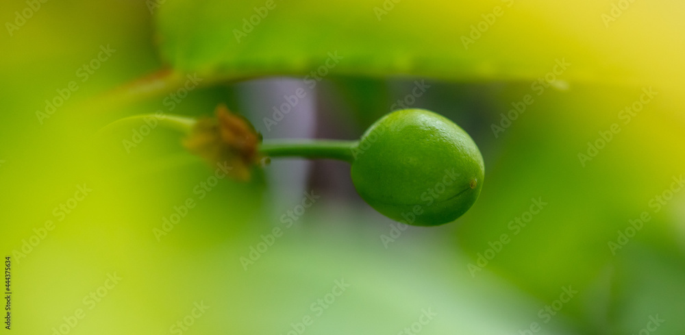 Green unripe cherry on the tree in spring. Green unripe cherry on the tree in spring.