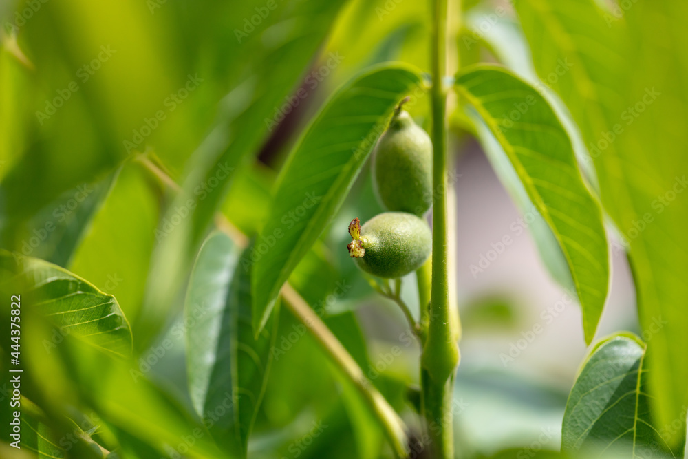 Close up of a walnut on a tree. Close up of a walnut on a tree.