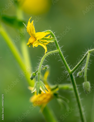 Close-up of flowers on a tomato plant.