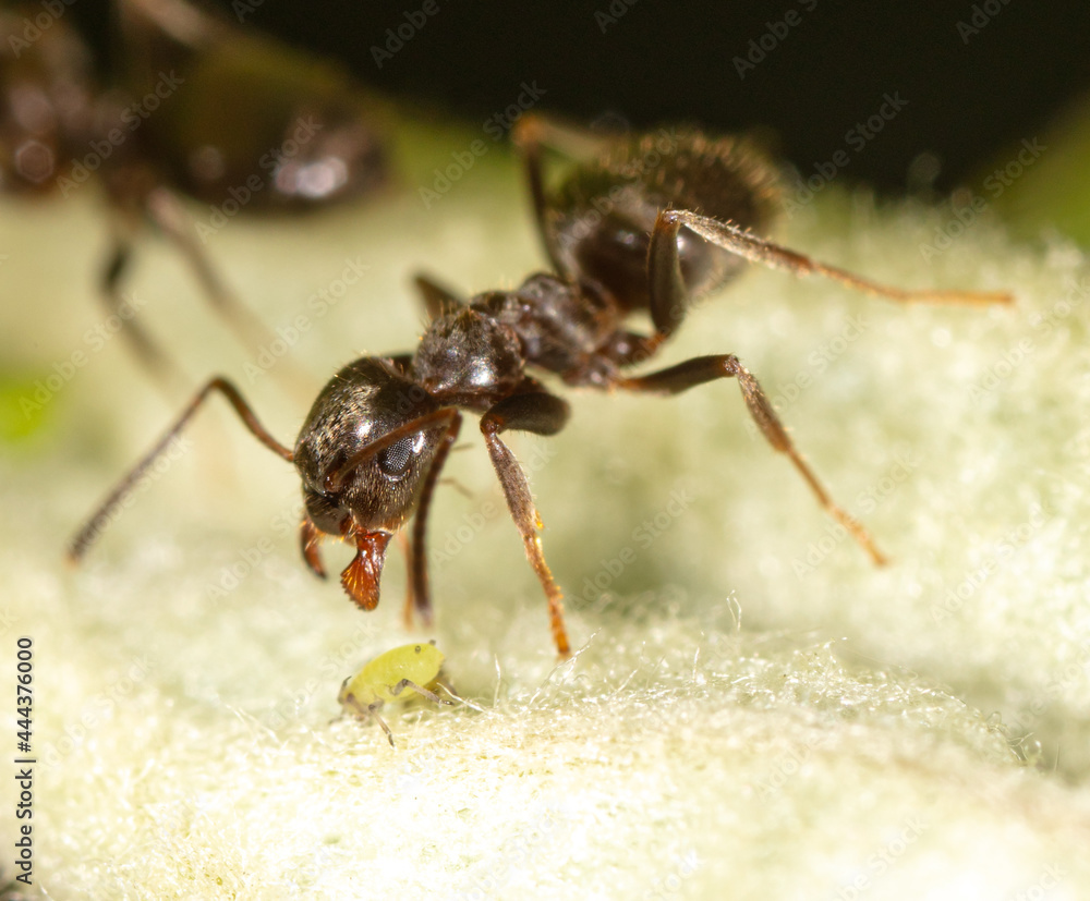 Close-up of an ant and aphid on a tree leaf.