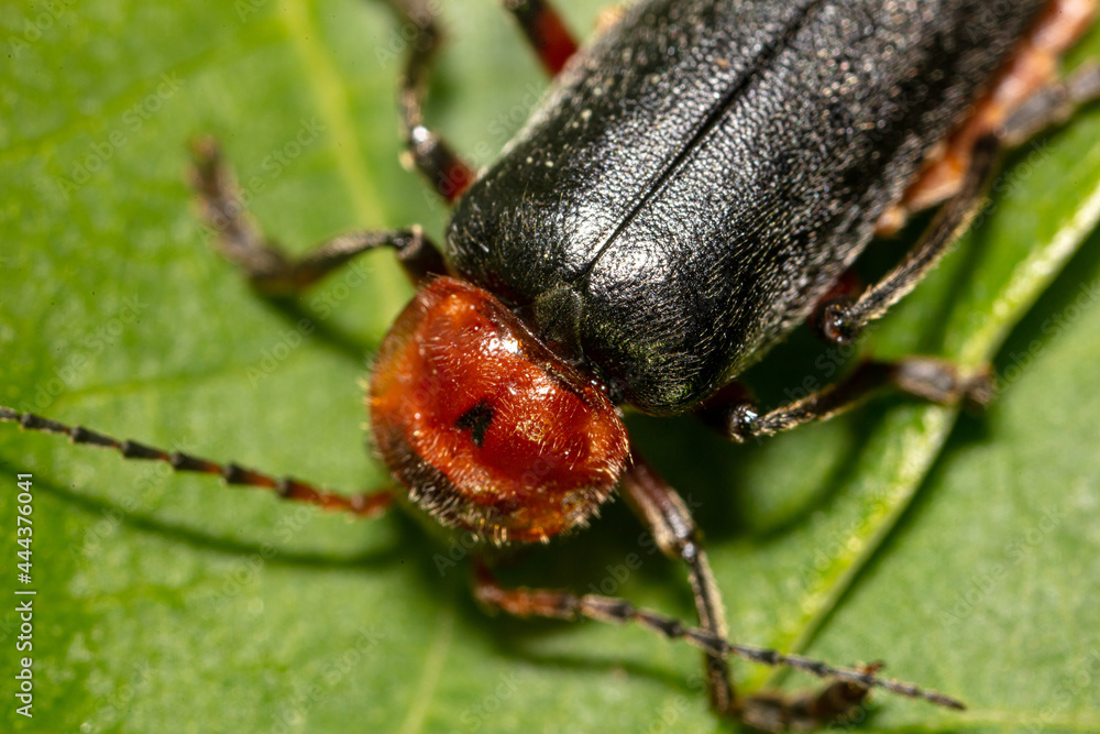Close-up of a beetle on a leaf of a tree. Close-up of a beetle on a leaf of a tree.
