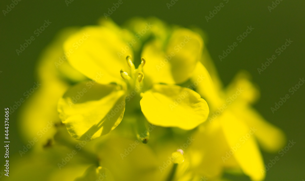 Small yellow flower in nature. Small yellow flower in nature.