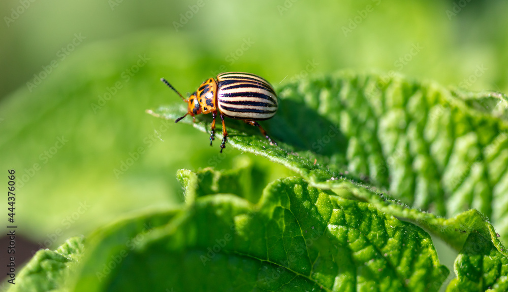 Close-up of Colorado potato beetle on potato leaves. Close-up of Colorado potato beetle on potato leaves.