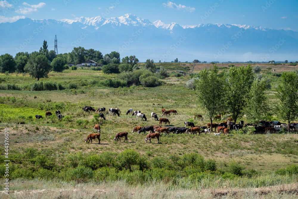 herd of cows in the field herd of cows in the field