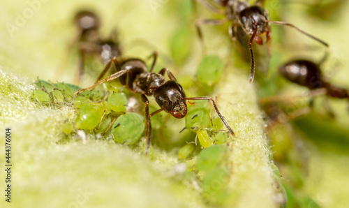 Close-up of an ant and aphid on a tree leaf.