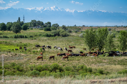 herd of cows in the field