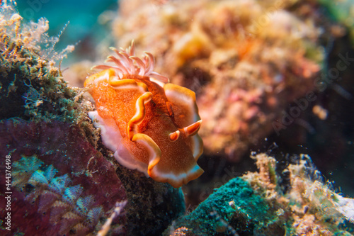 Orange-margined Glossodoris (Glossodoris rufomarginata) nudibranch or sea slug at Little Lembeh II dive site in Sogod Bay, Southern Leyte, Philippines.  Underwater photography and travel. photo