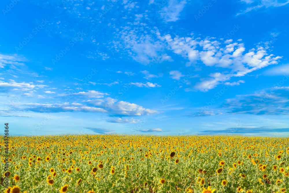 Sunflower field with blue sky and clouds for background