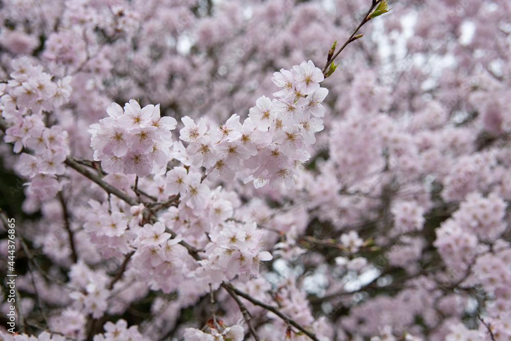 さくら　ソメイヨシノ
