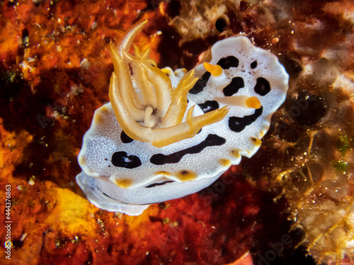 Chromodoris Orientalis nudibranch or sea slug at Adrian's Cove dive site, Limasawa Island in Sogod Bay, Southern Leyte, Philippines.  Underwater photography and travel.