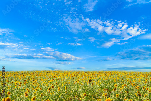 Sunflower field with blue sky and clouds for background