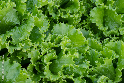 Food background. Green lettuce close up