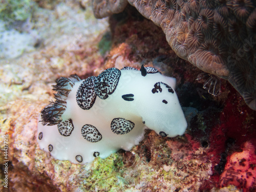 Funeral Jorunna (Jorunna funebris), or dotted nudibranch, a sea slug, dorid nudibranch at Santa Sofia I dive site in Sogod Bay, Southern Leyte, Philippines.  Underwater photography and travel. photo