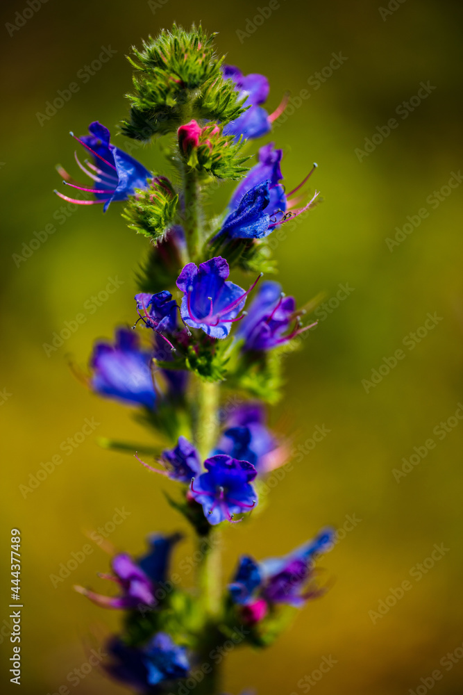 Fototapeta premium flower of a flower
