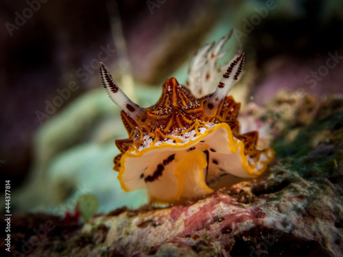 Tesselated Halgerda  halgerda tessellata  nudibranch or sea slug at Santa Sofia II dive site in Sogod Bay  Southern Leyte  Philippines.  Underwater photography and travel.