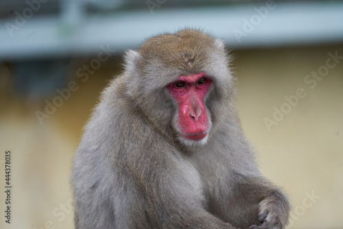 close up of a macaque © Pete