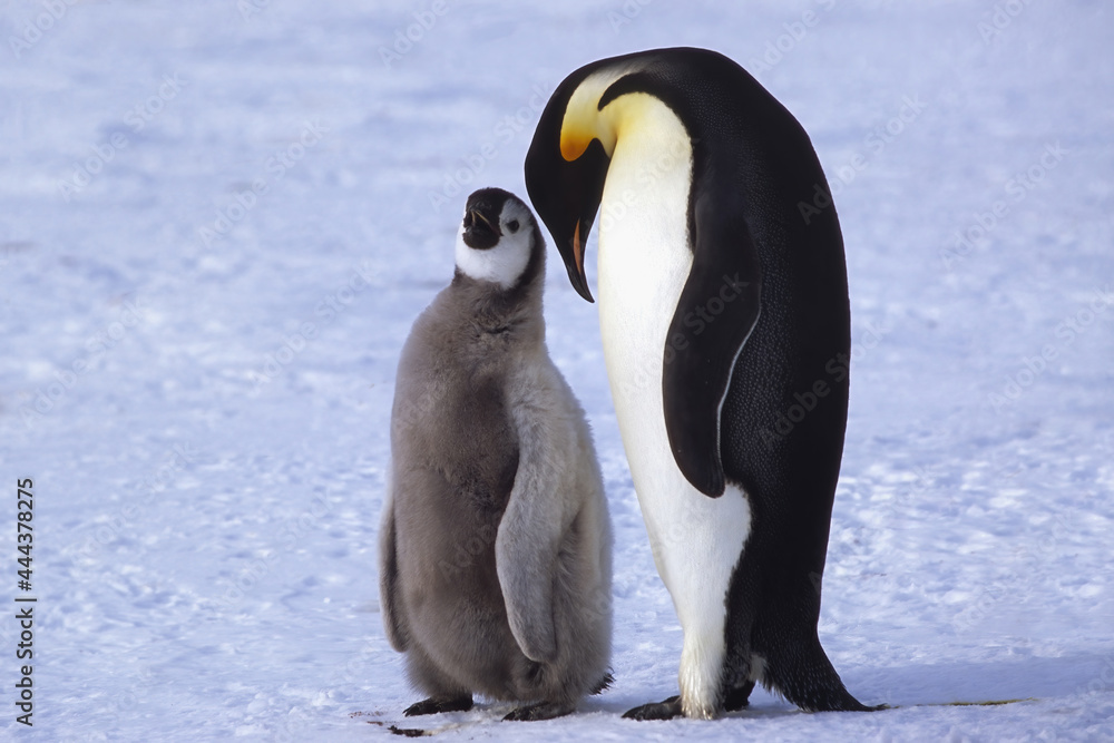Obraz premium Adult and juvenile Emperor penguins (Aptenodytes forsteri) on ice floe, Atka Bay, Weddell Sea, Antarctica