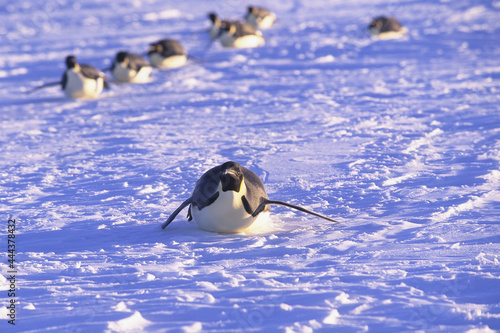 Emperor penguin (Aptenodytes forsteri) sliding on ice floe, Riiser-Larsen Ice Shelf, Queen Maud Land Coast, Weddell Sea, Antarctica
