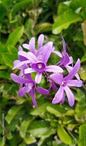 Queen's Wreath, Blossoming, Tigoni Highlands, Kenya