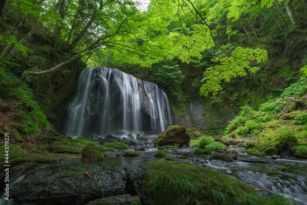 Naklejka premium 福島裏磐梯 達沢不動滝 6月