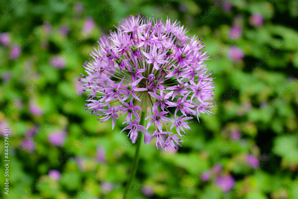 Makro flowerpower Makro flowerpower