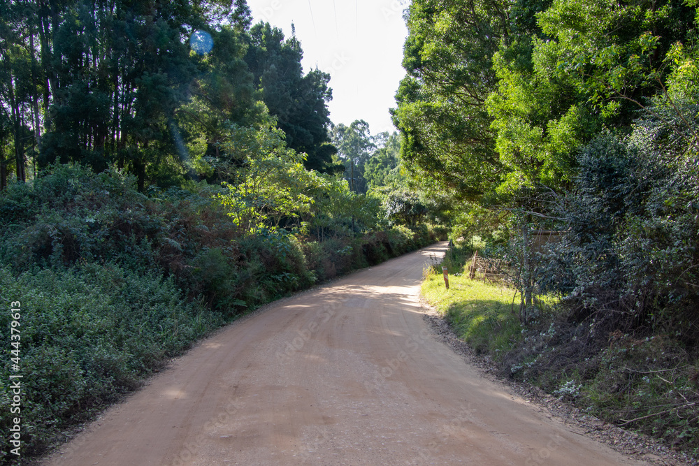 Fototapeta premium A dirt road runs through a wooded countryside image for background use