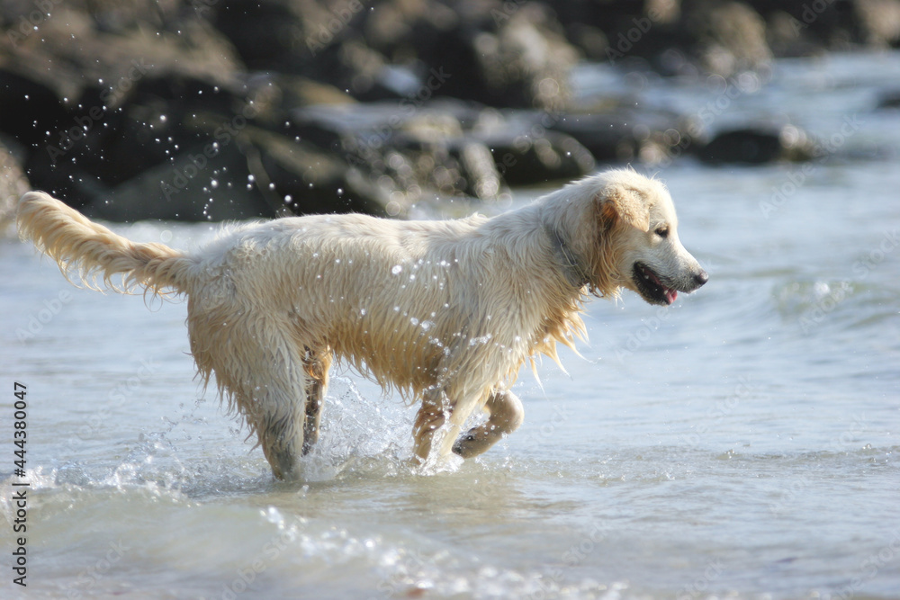 Happy white dog playing at the beach. White Dog playing splash water on the beach. Baby Golden retriever running in the water. Happy white dog playing at the beach. White Dog playing splash water on the beach. Baby Golden retriever running in the water.