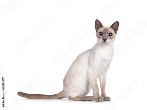 Young adult lilac Thai cat sitting side ways, looking towards camera with dark blue eyes. Isolated on a white background.
