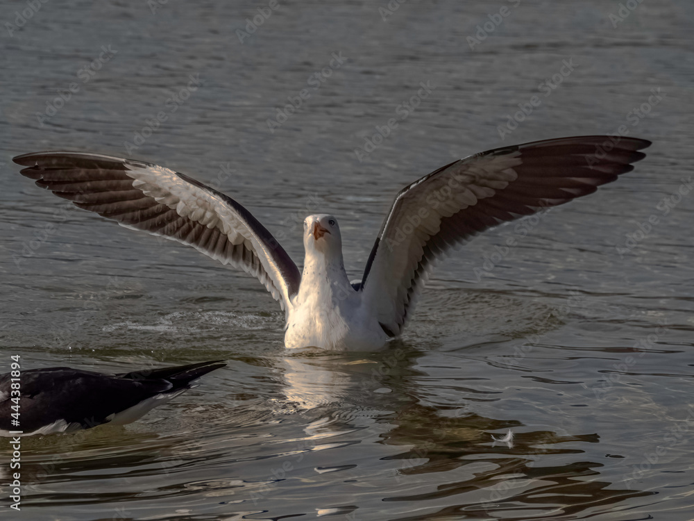 Naklejka premium Floating Gull Wings Spread