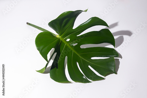 One fresh tropical green monstera leaf isolated on white background