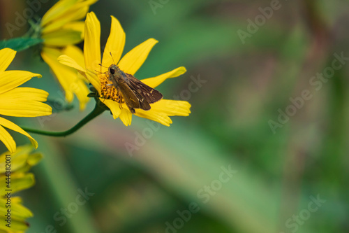 ”宿根ヒメヒマワリ（Heliopsis helianthoides）”の蜜を吸う”イチモンジセセリ（Parnara guttata）” photo