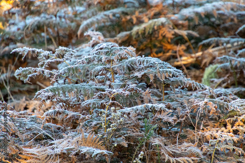 Frost in a garden in the Western Cape Garden Route region in South Africa Frost in a garden in the Western Cape Garden Route region in South Africa