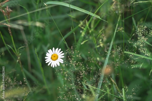 White field daisies bloom in a clearing near the forest in the summer