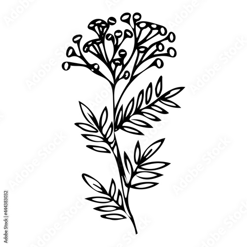 Blooming tansy branch icon. Medicinal herbs . 
