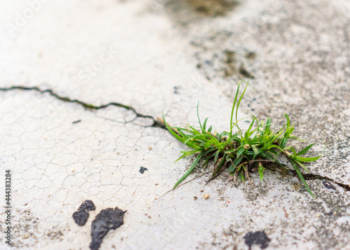 Grass grows in the cracks of the floor.