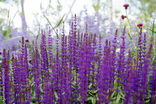 field of lavender © Anton Belitskiy
