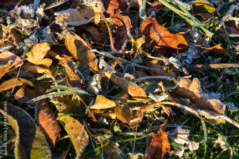 Frost in a garden in the Western Cape Garden Route region in South Africa