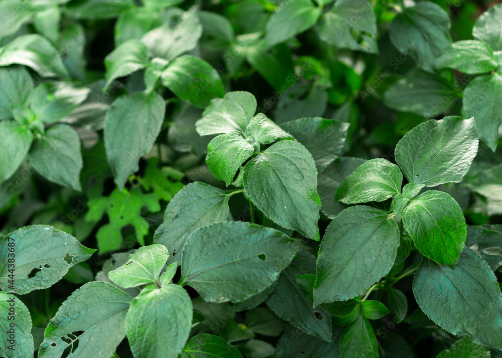 Green leaves are perfect for the background. Green leaves are perfect for the background.