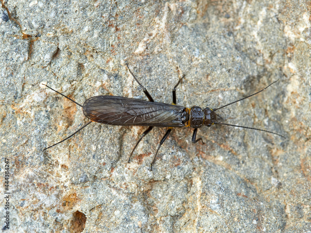 Common stonefly in a natural enviroment. Family Perlidae. Common stonefly in a natural enviroment. Family Perlidae.