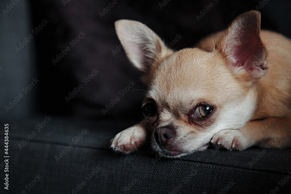 Cute Chihuahua dog on dark sofa in home living room