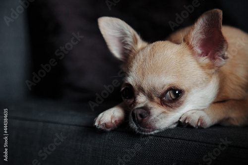 Cute Chihuahua dog on dark sofa in home living room