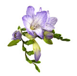 Purple freesia flowers and buds isolated