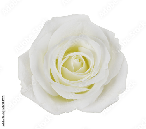 White rose flower isolated ...