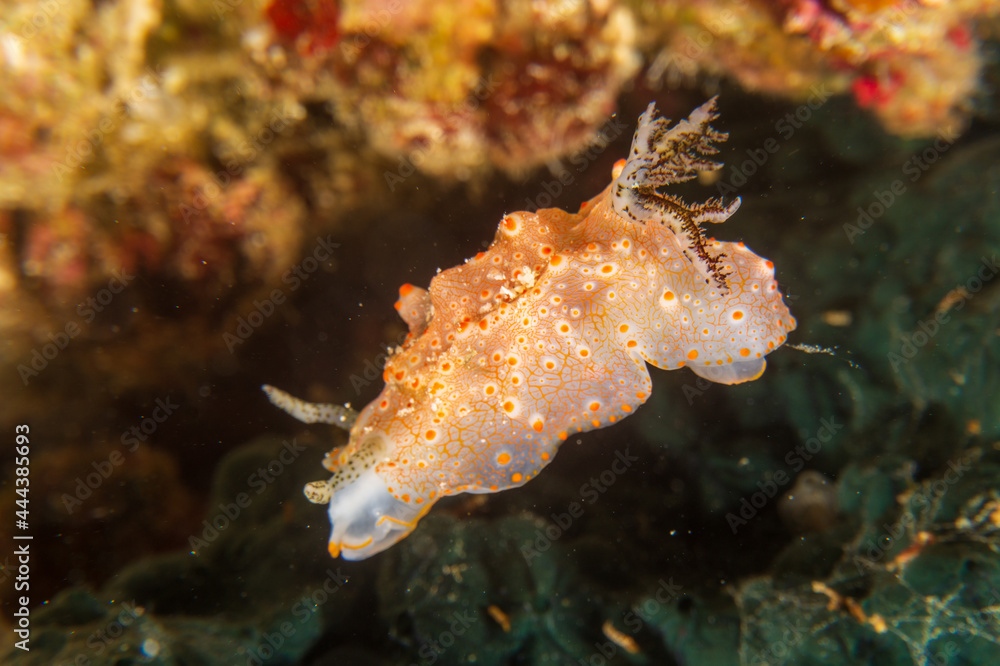 Halgerda Batangas nudibranch or sea slug at Santa Sofia I dive site in Sogod Bay, Southern Leyte, Philippines.  Underwater photography and travel.