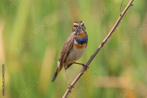 The bluethroat is a small passerine bird that was formerly classed as a member of the thrush family Turdidae, but is now more commonly considered to be an Old World flycatcher, Muscicapidae.
