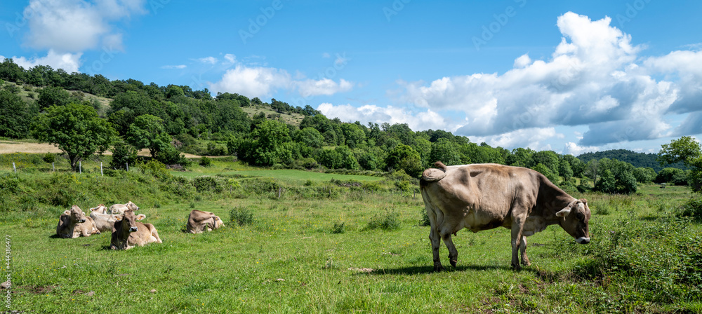 vaches dans le pré région Auvergne