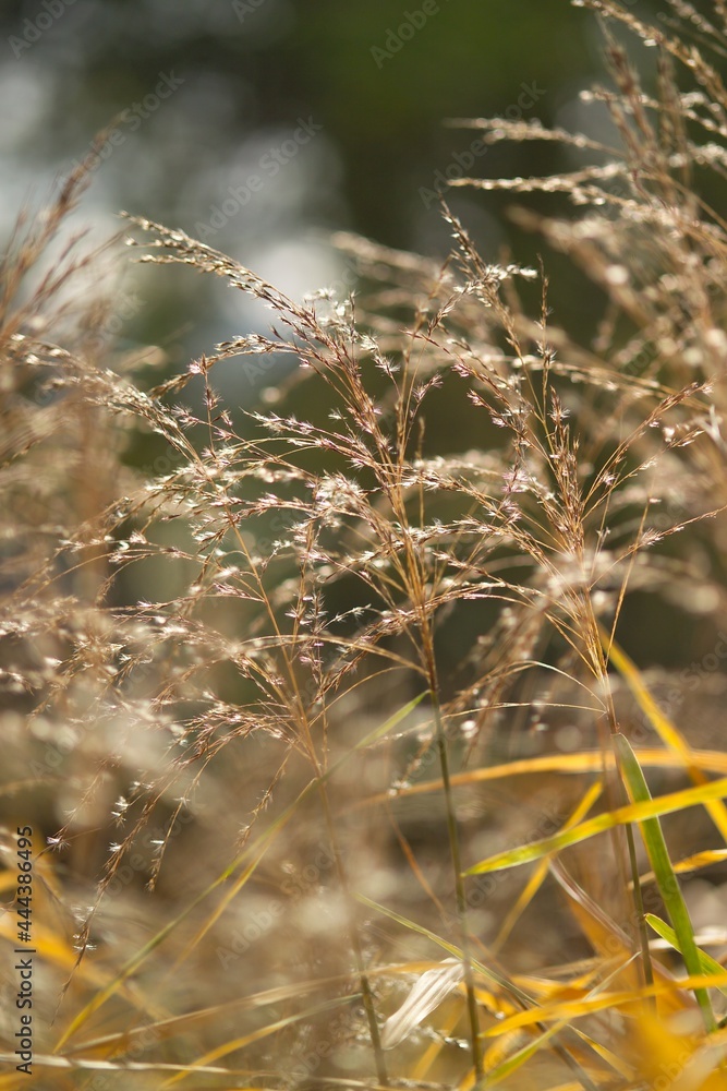 Fototapeta premium reed